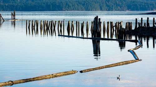 Wooden posts in lake