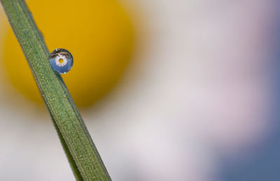 Close-up of a lizard on plant