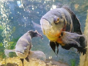 Close-up of fish swimming in sea