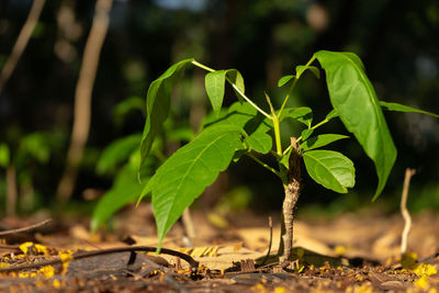 Close-up of leaves growing on field