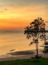 Tree by sea against sky during sunset