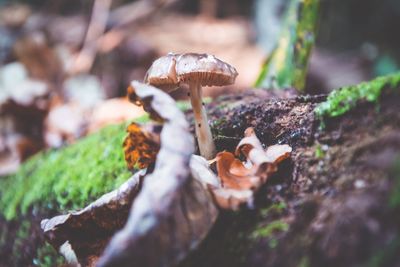 Close-up of fly agaric mushroom