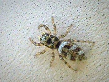 Close-up of insect on white surface