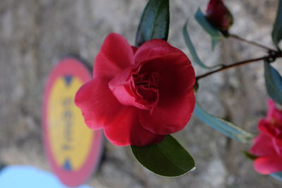 Close-up of red flowers