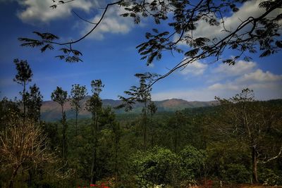 Trees growing in forest against sky