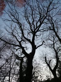 Low angle view of silhouette bare tree against sky