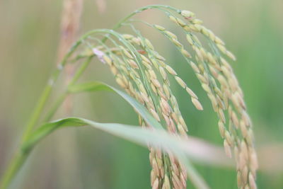 Close-up of stalks against blurred background