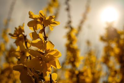 Forsythia with yellow flowers in back lit