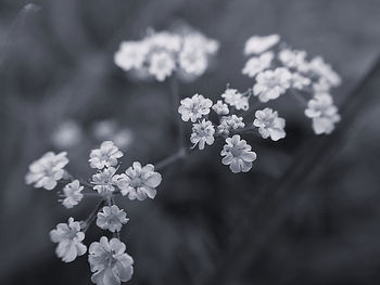 Close-up of white flowering plant