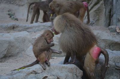 Baboons and infant on rock formations