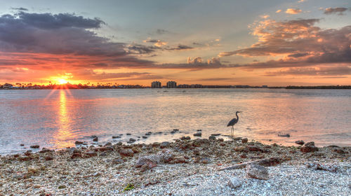 Great blue heron ardea herodias stands in the water as the sun sets over the bridge roadway 