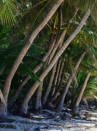 Palm tree by plants