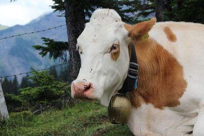 Close-up of cow relaxing on field