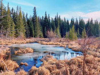 Small partially frozen lake in evergreen forest in northern alberta, canada 