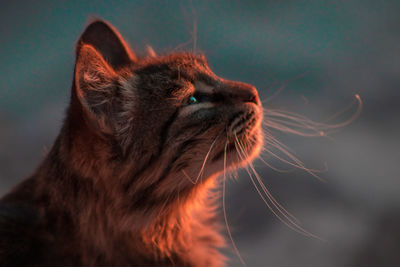 Close-up of cat looking away outdoors