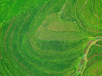 Aerial panorama of agrarian rice fields landscape like a terraced rice fields ubud bali indonesia