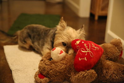 View of a dog with toy