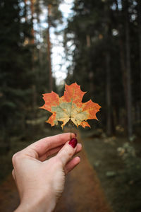 Person holding maple leaves during autumn