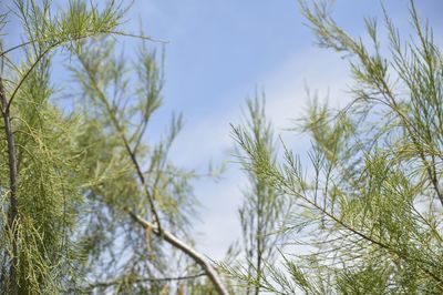 Low angle view of plants against sky