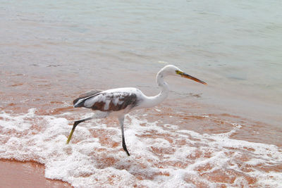 Side view of bird on beach