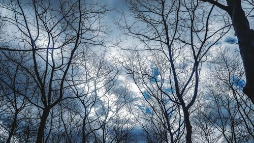 Low angle view of bare trees in forest against sky