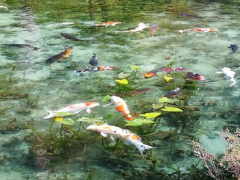 High angle view of koi carps swimming in lake