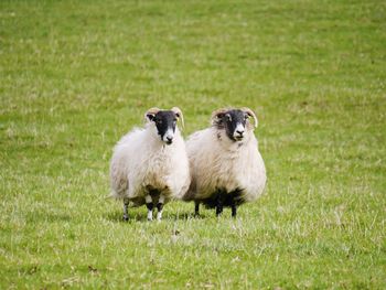 Sheep on field