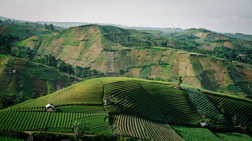 Scenic view of agricultural field against mountain
