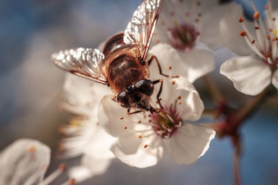 Close-up of bee pollinating on flower