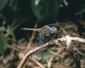 Close-up of dragonfly on plant