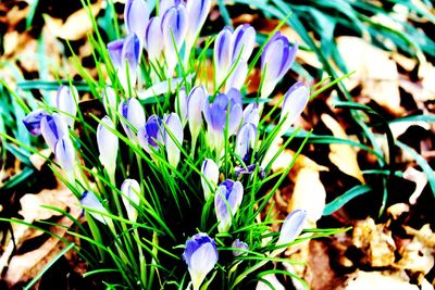 Close-up of purple flowers blooming on field