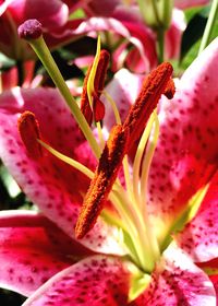 Close-up of pink flower