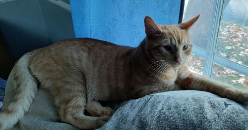 cat