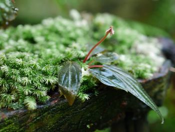 Close-up of insect on plant