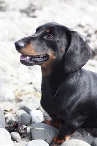 Close-up of dog looking away