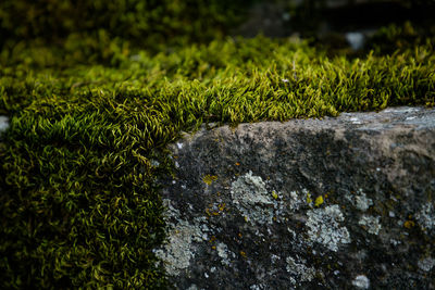 High angle view of moss growing on rocks. moss on stone