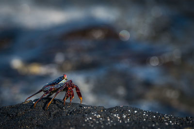 Close-up of crab against blurred background