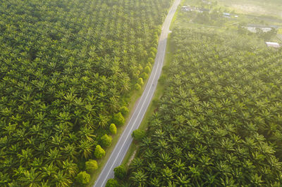 Aerial view of plam plantation