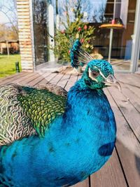 Close-up of a peacock