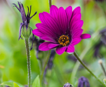 Close-up of purple flowers
