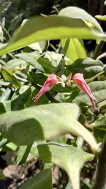 Close-up of cactus growing outdoors