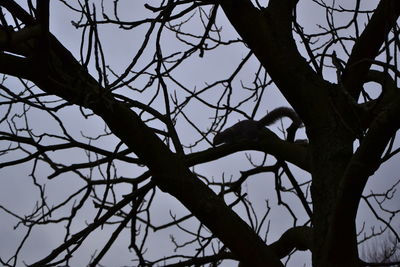 Low angle view of a bird perching on bare tree