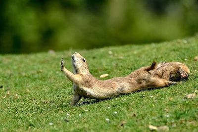 Close-up of prairie dog lying on grassy field