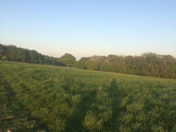 Scenic view of field against clear sky