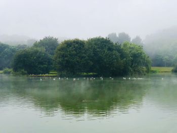 Scenic view of lake by trees against sky