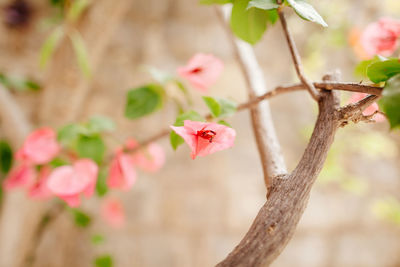 Close-up of pink cherry blossom on tree