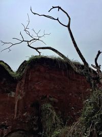 Bare trees on landscape against sky