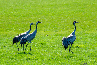 Side view of two birds on grass