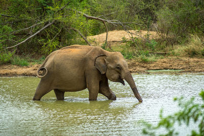 Baby elephant in the river, udawalawe national park, sri lanka