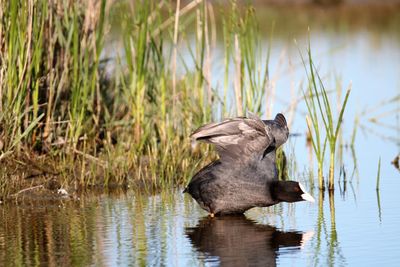 Close-up, full frame, coot threatens rival